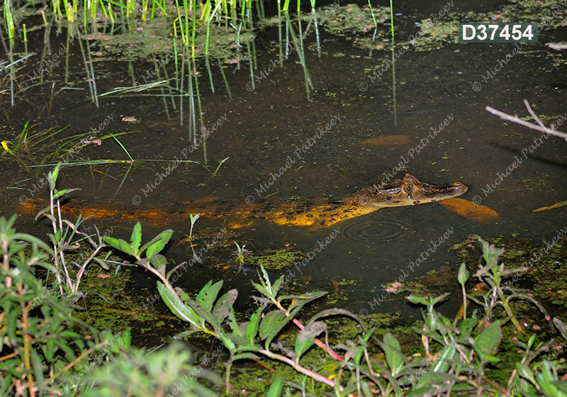Broad-snouted Caiman (Caiman latirostris)